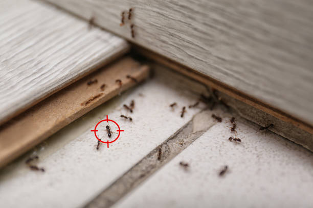 Best Residential Pest Control  in Due West, SC