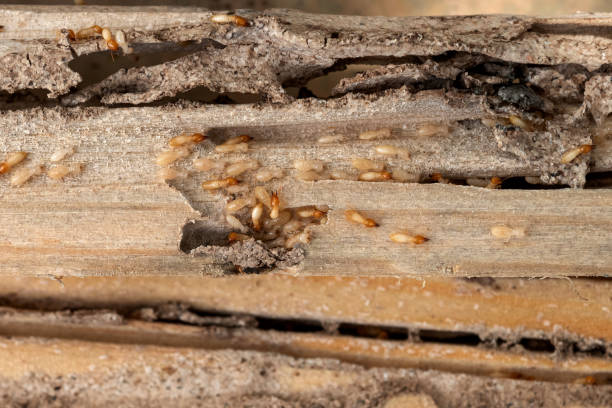 Best Pest Control Near Me  in Due West, SC
