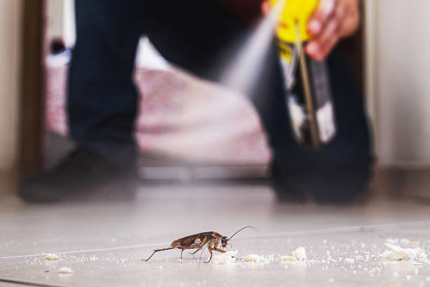 Best Wasp Removal Services  in Due West, SC